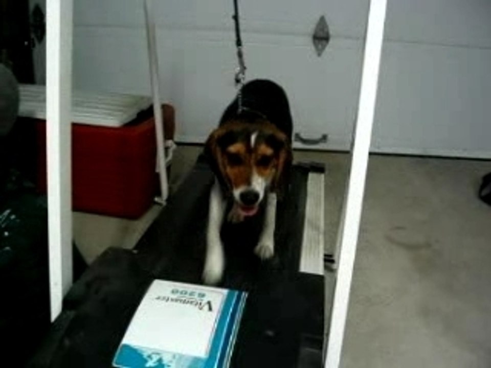 Beagle à l'entrainement