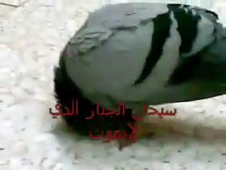 طائر يسجد لله فى الحرم