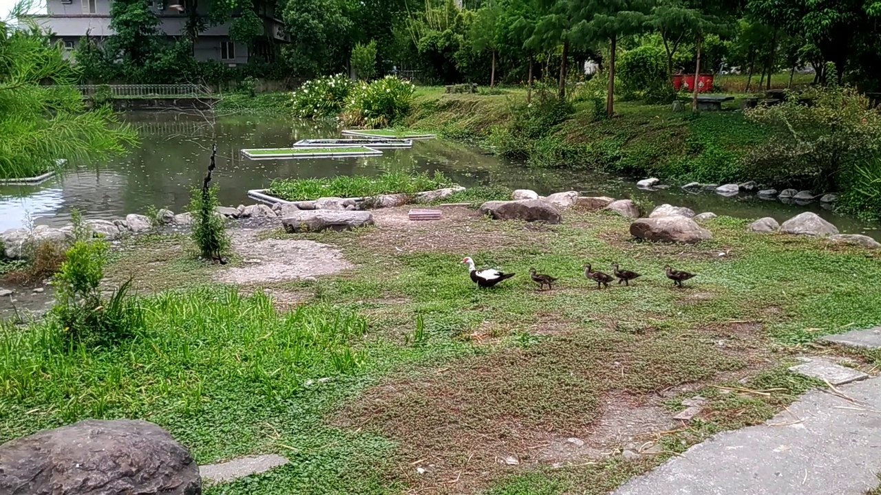 宜農牧場-湖邊草地