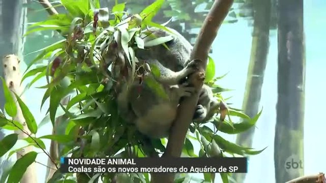 Aquário de São Paulo apresenta os primeiros coalas do Brasil