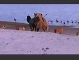 Brave Elephant Fight With Lions