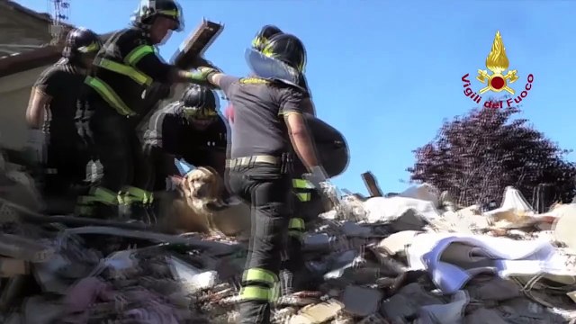 Un chien sorti des décombres 9 jours après le tremblement de terre en Italie
