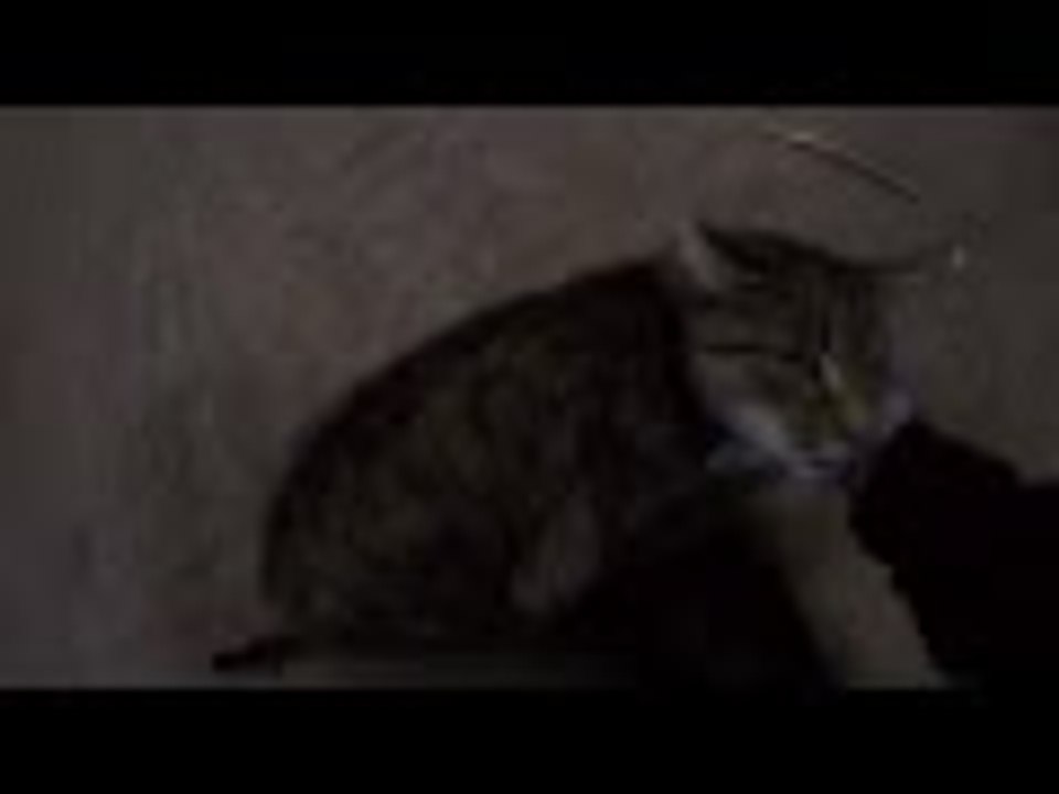 Summon the Warehouse Kitty