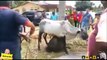 Awesome Cow Bakra kick knockout by Dangerous Cow Eid ul Azha 2015