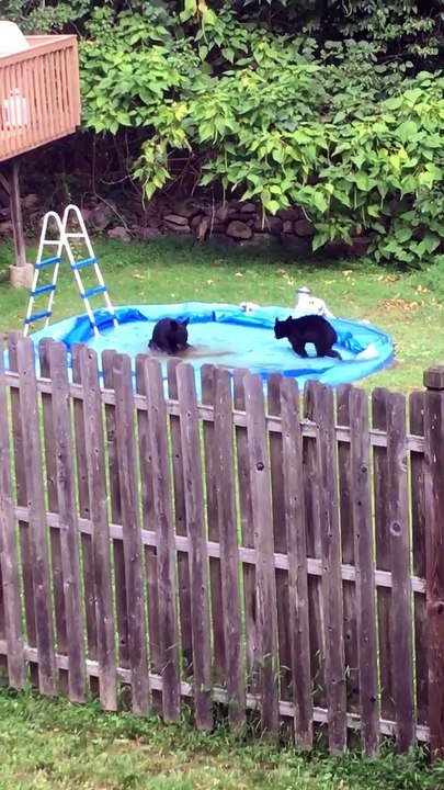 Ces oursons s'entrainent à nager... Trop mignon