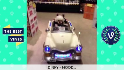 Best Animal Vines Compilation   Top Funny Pets May 2016 !