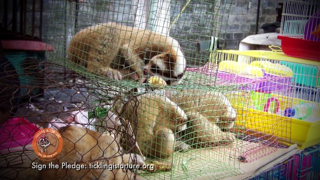 The truth behind the slow loris pet trade and cute tickling slow loris videos !