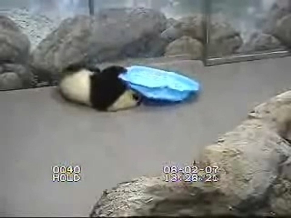 Tai Playing with his pool
