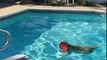 Labrador Retriever Takes A Doggy Dive