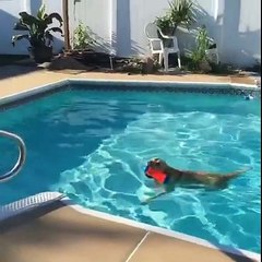 Labrador Retriever Takes A Doggy Dive