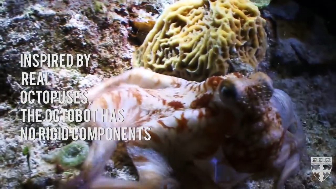 SEAS Engineers 3D Entirely Soft Robot