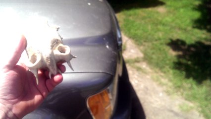 What Kind of Skull is This?