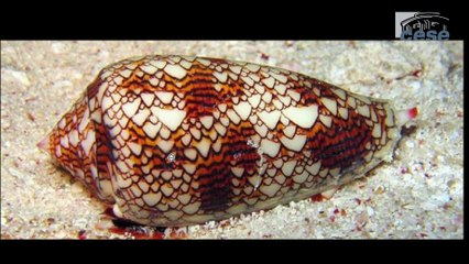 "Le biomimétisme : s'inspirer de la nature pour innover durablement".