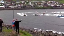 Choc ! Ils tentent de sauver des dauphins sur le point d'être massacrés sur les Îles Féroé
