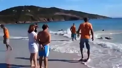 انتحار الدلافين وانقاذ  المصطافين لها