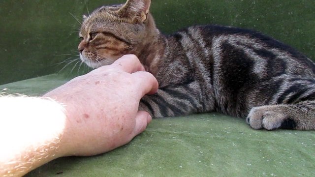 british shorthair Heart's Desire's Maylo