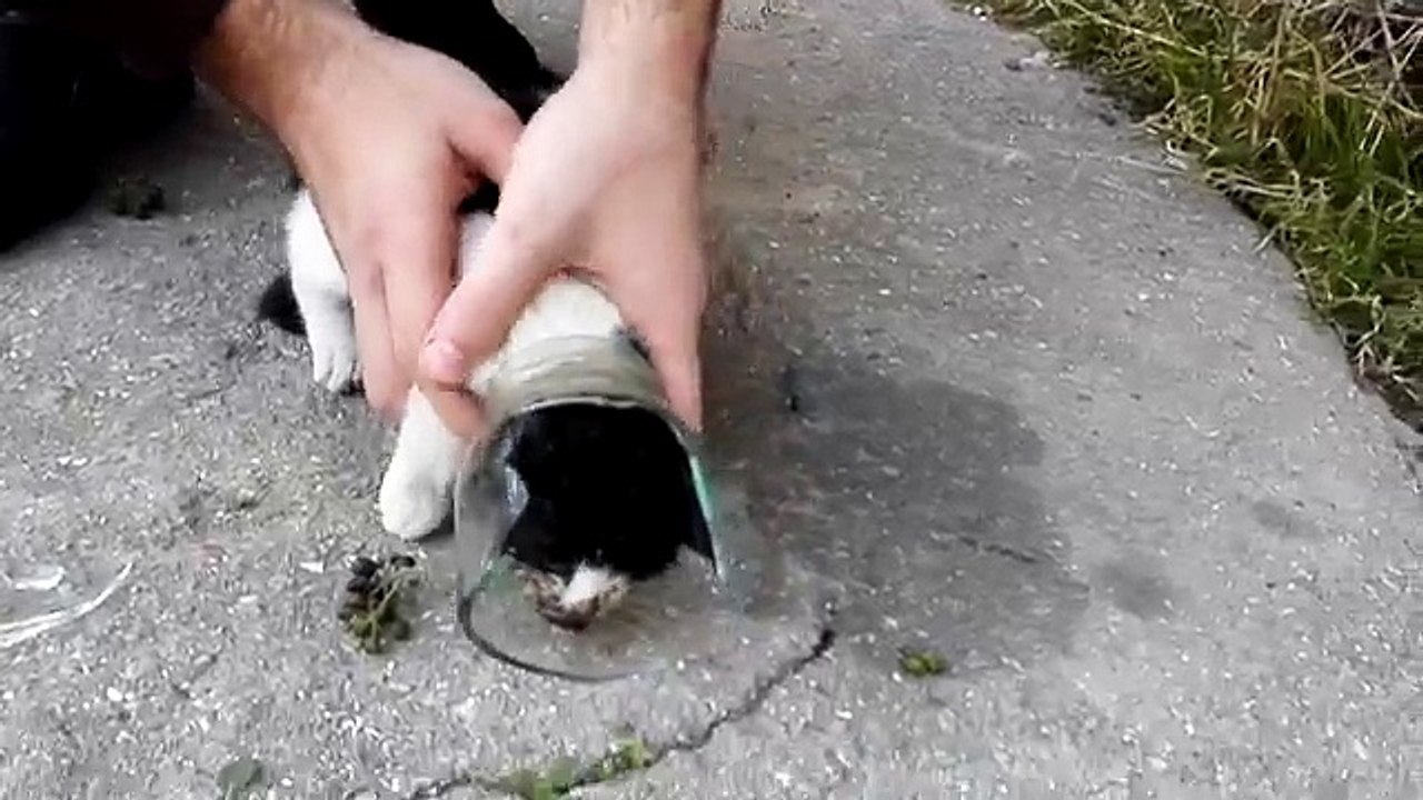 kitten rescue