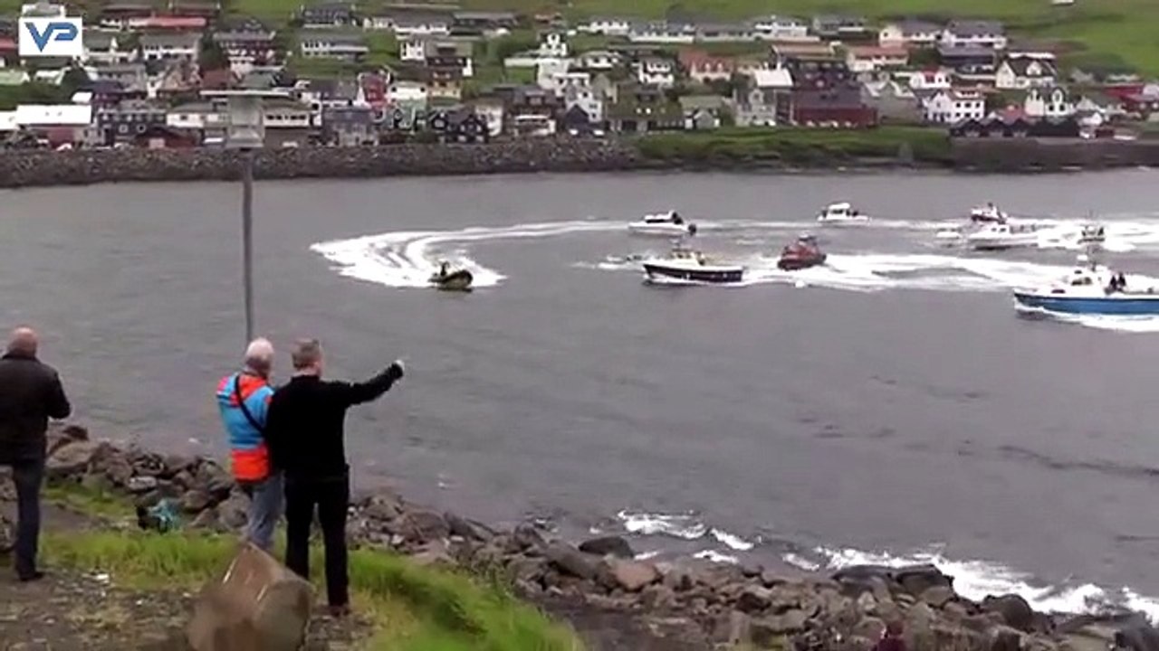 Massacres aux Iles Féroé! Des militants tentent de sauver des dauphins