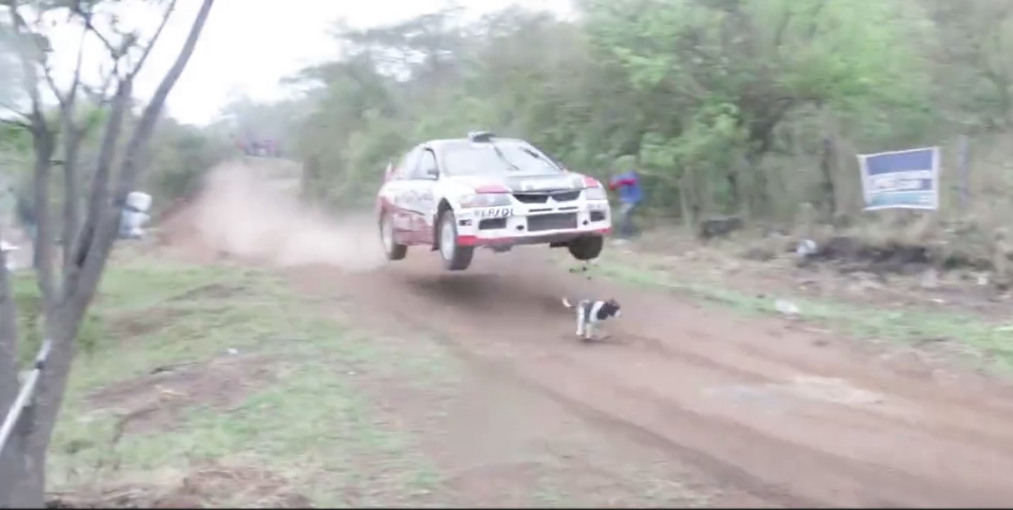 Un chien très chanceux se promène sur une piste de rallye