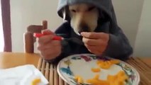 Videos graciosos perro comiendo chetos 2016