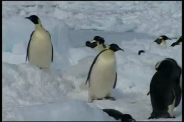 Ferdi Tayfur _ Sana Ne