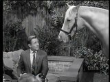 Mister Ed S6 | The Horse And The Pussycat