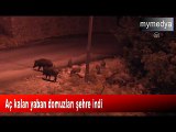 Tunceli'de aç kalan yaban domuzları şehre indi