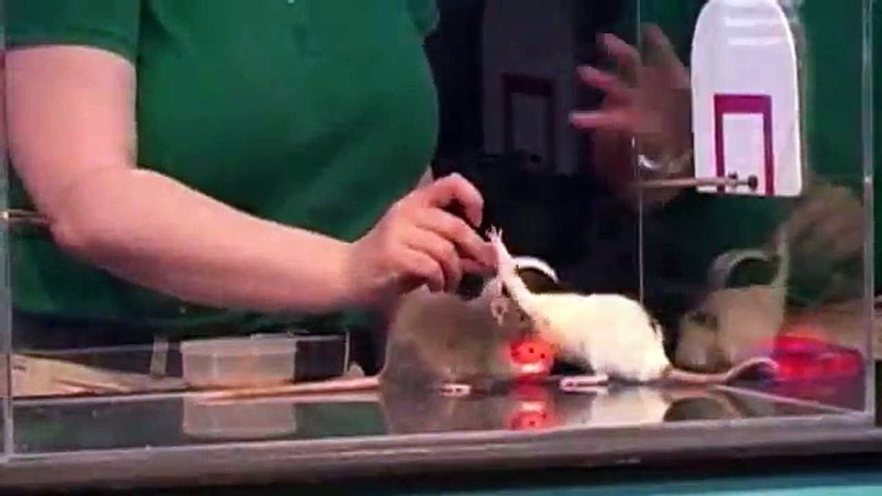 Des rats font une partie de basket ball