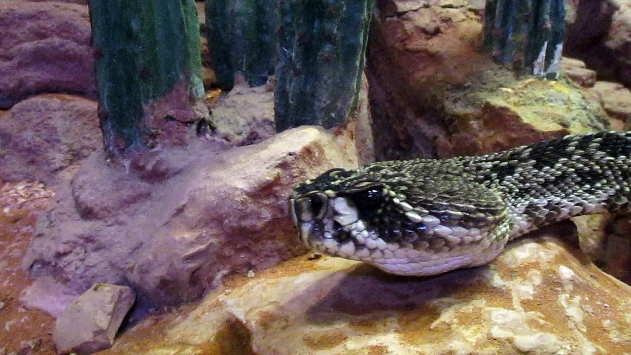 snake