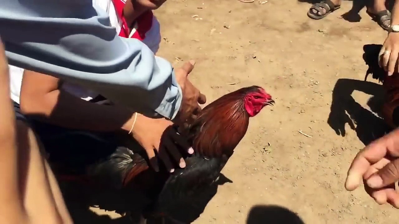 Amazing Chicken fight 2016