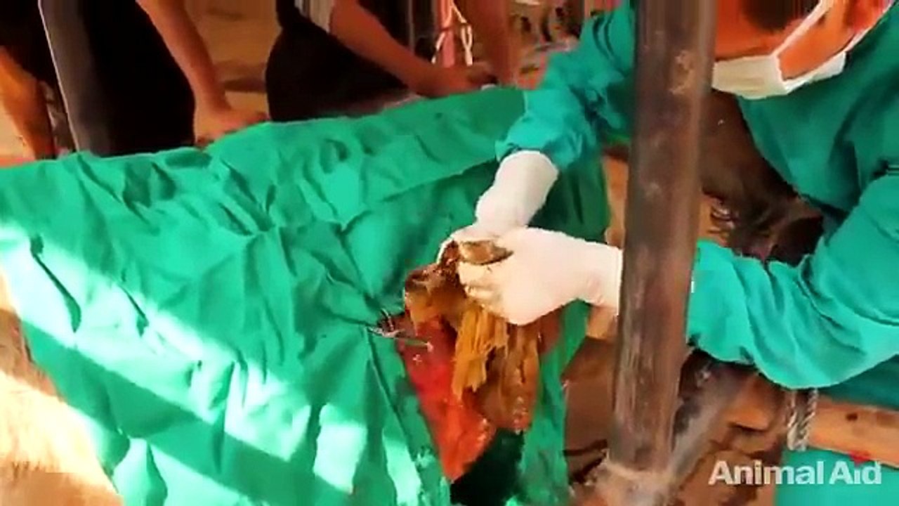 Veterinários retiram plástico do estômago de touro