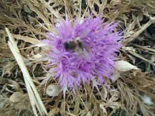 Une abeille au butinage après une période de disette. بداية نشاط النحل بعد فترة الجفاف