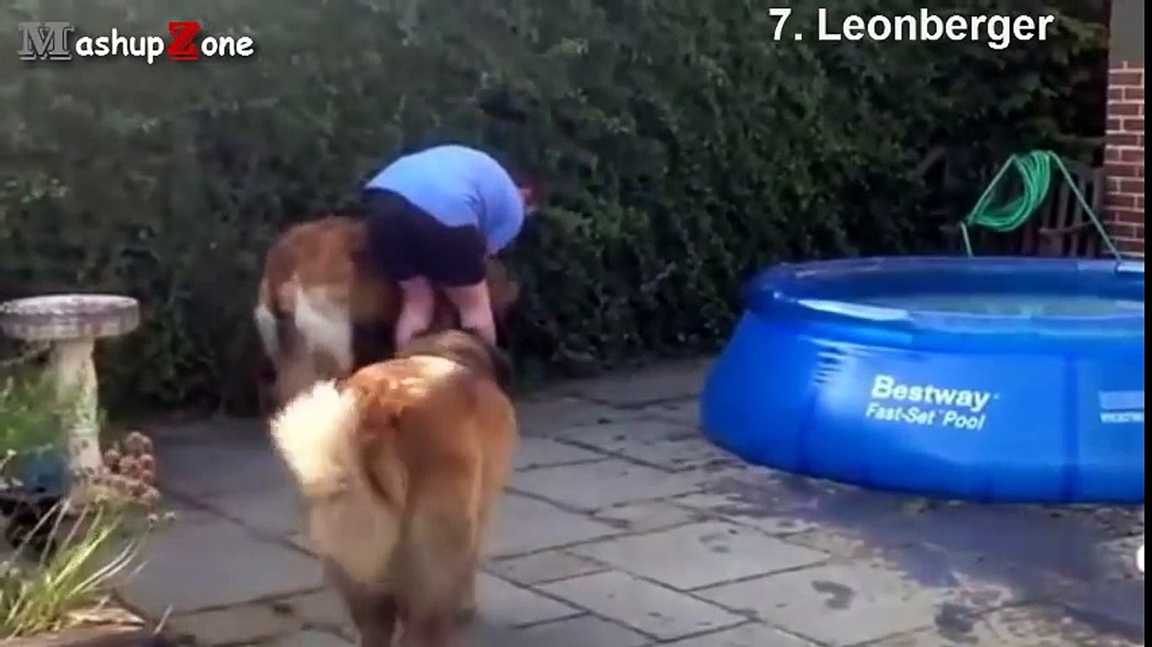 Top 10 Biggest Dogs In The World - With Funny Dog Videos By Breeds Compilation