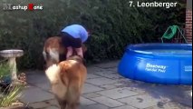 Top 10 Biggest Dogs In The World - With Funny Dog Videos By Breeds Compilation