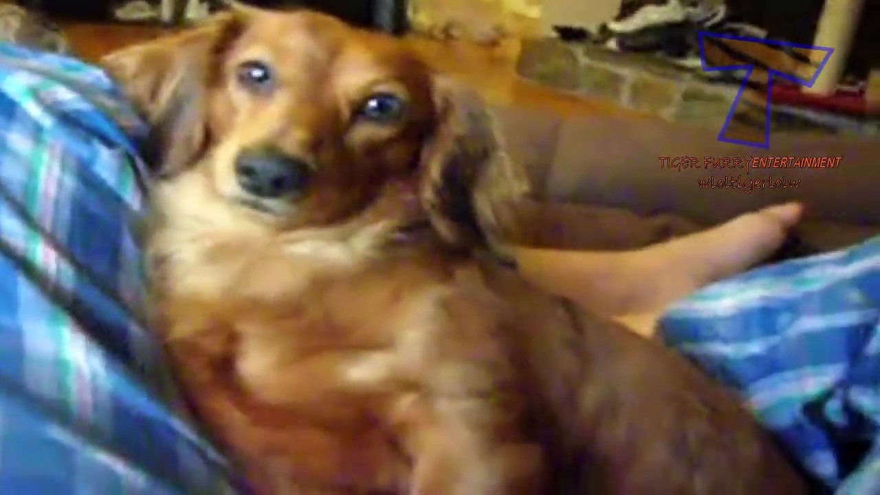 Top 10 dog burps and hiccups - Funny and cute dog compilation