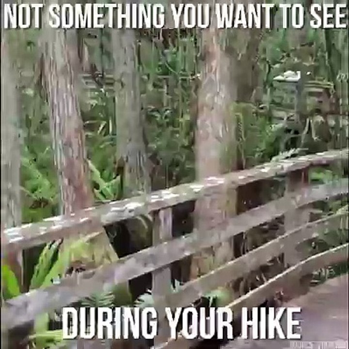 funny videos