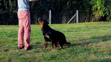 Educateur canin eure 27