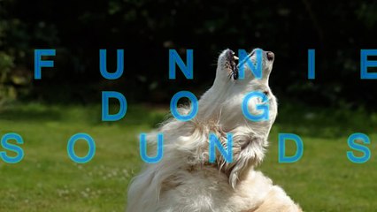 Top 10 funny dog sounds and barks compilation