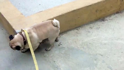 Ce chien a décidé de ne pas pisser comme les autres ! LOL