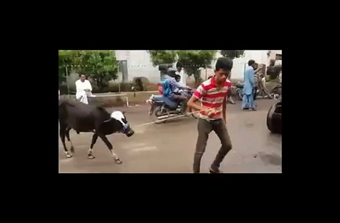 Cow Ki Service