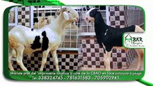 Bergerie Khadim Rassoul  , Achetez un mouton moins cher