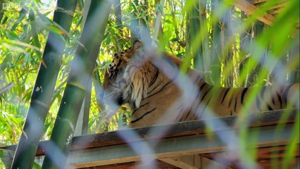 Cubs Meet Adult Tiger For The First Time