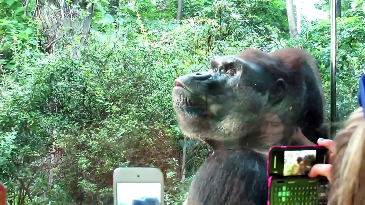 Kids and wild animals At The Zoo- Rainforest Animals