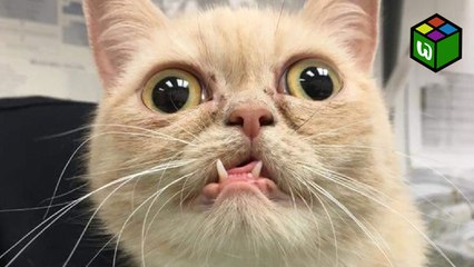 Instagram Videos & Facebook Best of Compilation September 2016