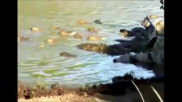Lion vs Crocodile, Lion vs buffalo PART2 Real fight animals on the planet #2 - Survival