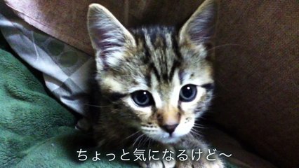 Порода кошек МАНЧКИН . Маленький котенок.