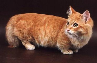 Порода кошек МАНЧКИН