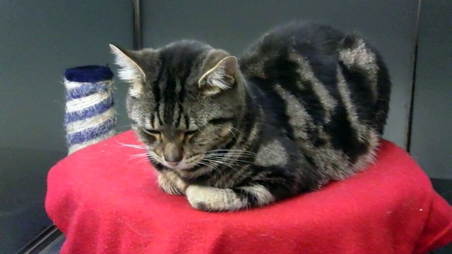 Очень красивый кошачий окрас