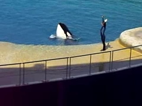 colo pégomas juillet 2007 marineland orques 3