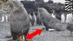 Anjing laut memperkosa penguin di Antartika - Tomonews
